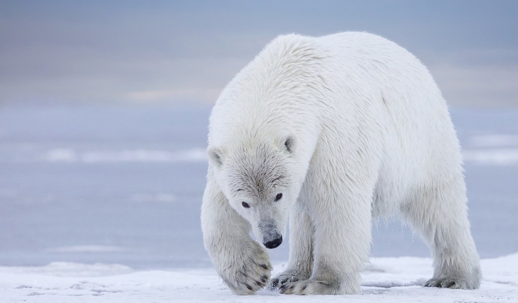 Обои природа, фон, полярный медведь, медведь, белый, белый медведь, nature, background, polar bear, bear, white разрешение 2047x1244 Загрузить