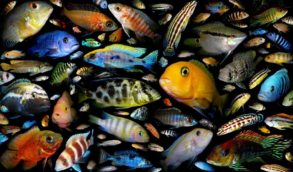 Обои рыбки, рыбы, постер, аквариумные рыбки, семейство цихлидовых, fish, poster, aquarium fish, family taledovich разрешение 2880x1728 Загрузить