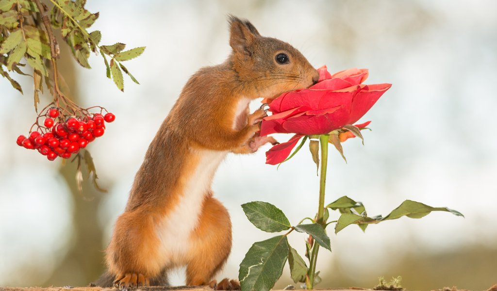 Обои цветок, грызун, роза, рыжая, ягоды, животное, белка, зверек, рябина, белочка, squirrel, flower, rodent, rose, red, berries, animal, protein, rowan разрешение 2048x1365 Загрузить