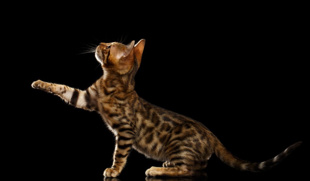 Обои черный фон, лапка, бенгальская кошка, black background, foot, bengal cat разрешение 8732x5822 Загрузить