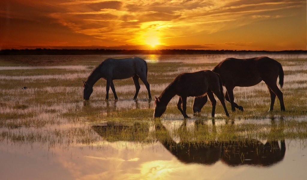 Обои природа, закат, лошади, кони, nature, sunset, horse, horses разрешение 1920x1200 Загрузить