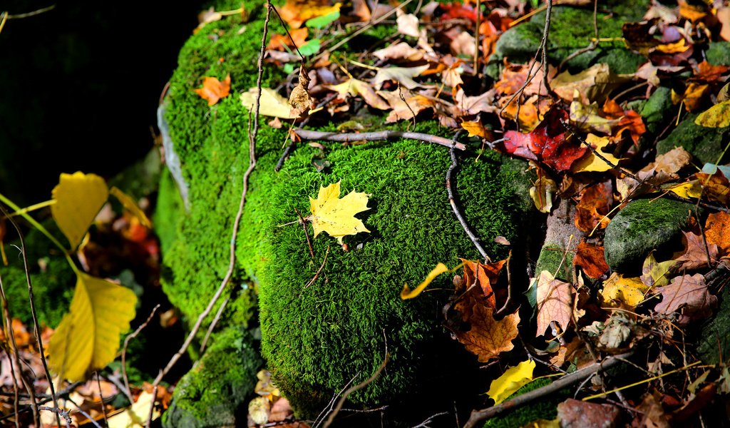 Обои природа, листья, ветки, осень, камень, мох, осенние листья, nature, leaves, branches, autumn, stone, moss, autumn leaves разрешение 2048x1365 Загрузить