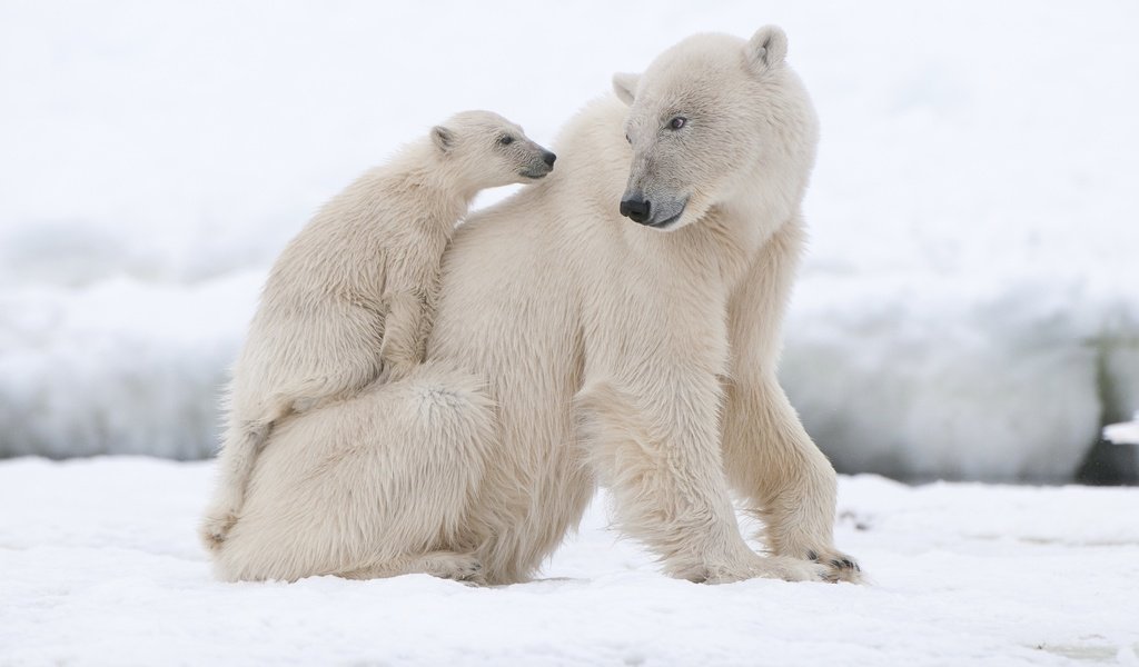 Обои животные, полярный медведь, медведи, белый медведь, animals, polar bear, bears разрешение 2880x1913 Загрузить