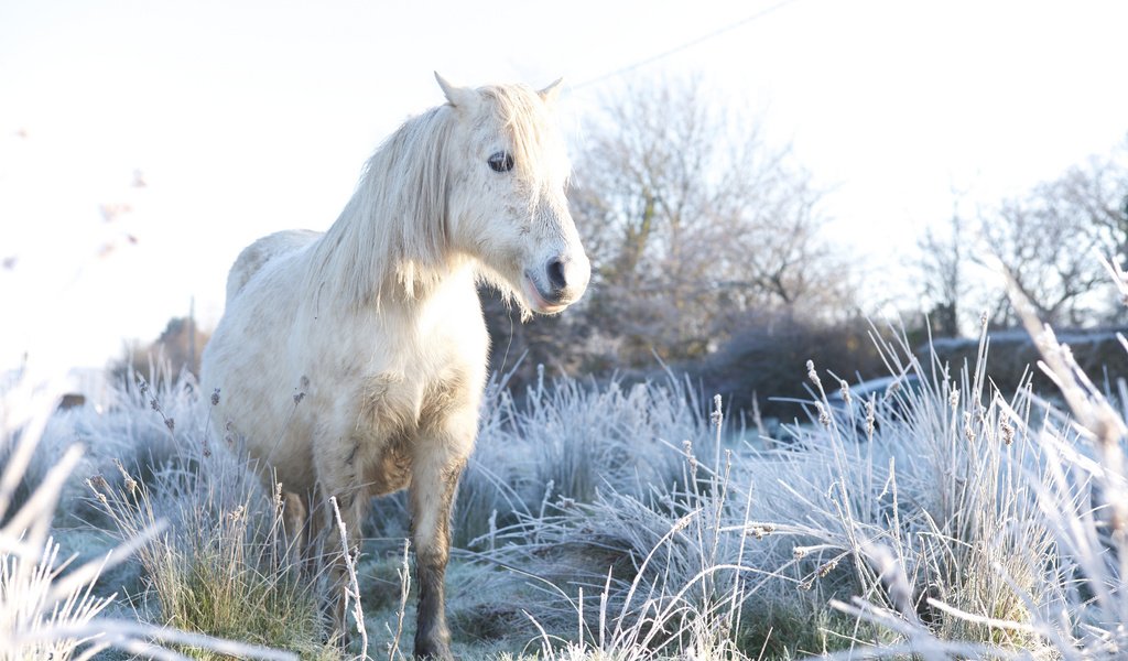 Обои лошадь, природа, конь, horse, nature разрешение 2048x1368 Загрузить