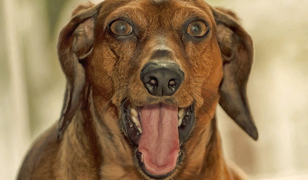 Обои морда, собака, язык, такса, пасть, face, dog, language, dachshund, mouth разрешение 2048x1479 Загрузить