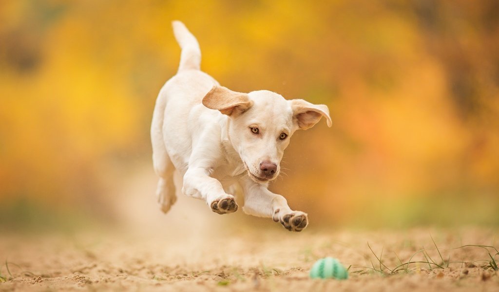 Обои собака, прыжок, щенок, игра, мячик, dog, jump, puppy, the game, the ball разрешение 2048x1300 Загрузить