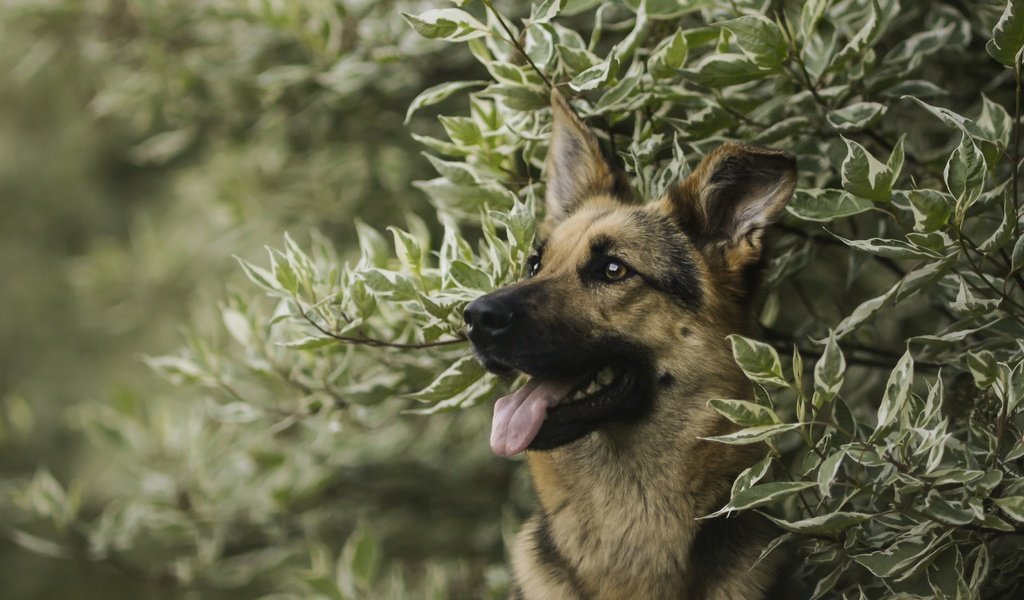 Обои морда, портрет, ветки, собака, немецкая овчарка, овчарка, face, portrait, branches, dog, german shepherd, shepherd разрешение 3600x2400 Загрузить