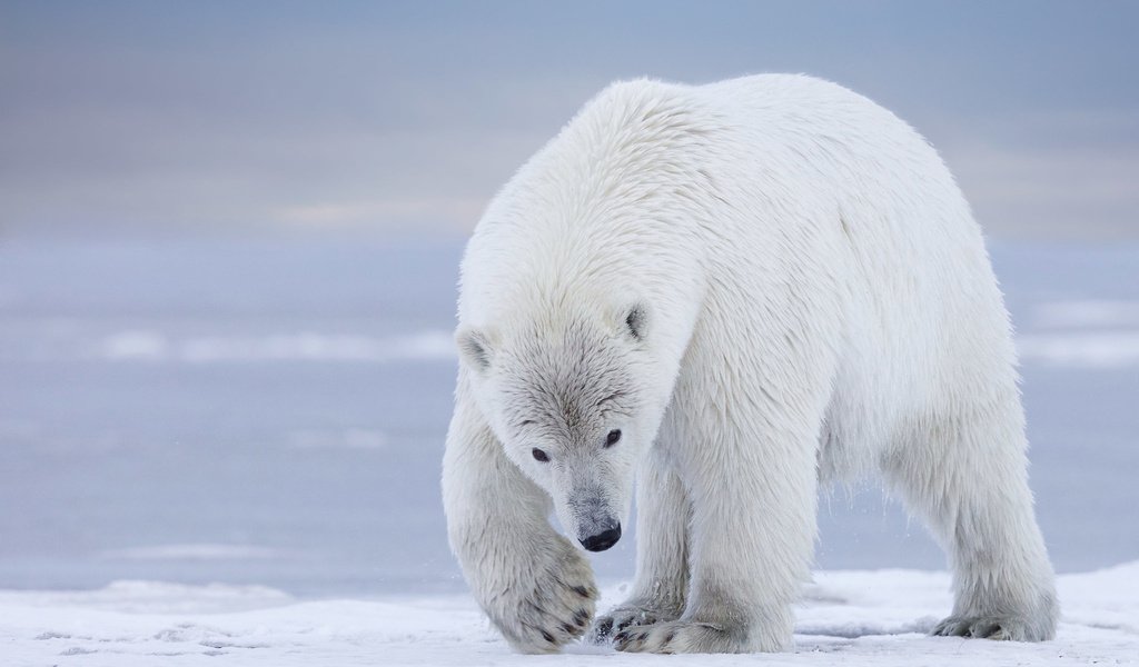 Обои полярный медведь, медведь, белый медведь, аляска, polar bear, bear, alaska разрешение 2048x1461 Загрузить