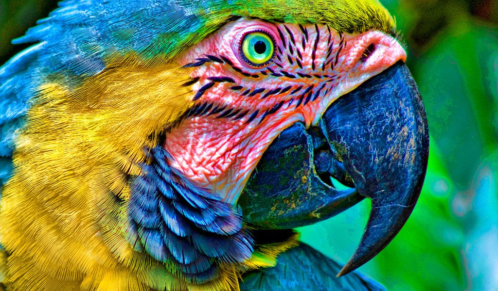 Обои глаза, цвет, птица, клюв, перья, попугай, ара, голова, eyes, color, bird, beak, feathers, parrot, ara, head разрешение 1920x1080 Загрузить
