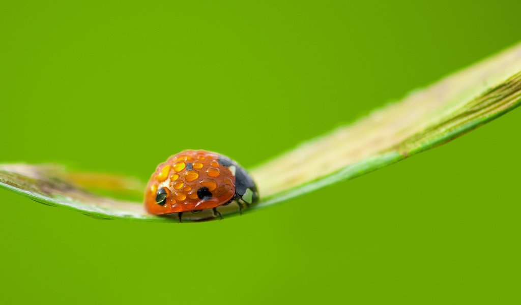 Обои ветка, макро, насекомое, фон, капли, божья коровка, branch, macro, insect, background, drops, ladybug разрешение 2048x1365 Загрузить