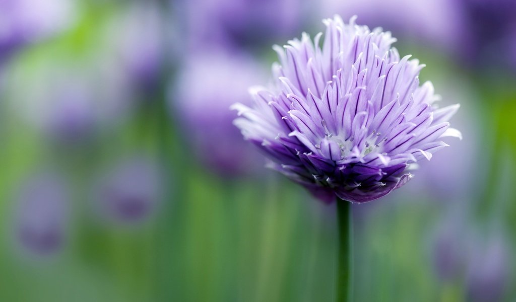 Обои цветок, лепестки, размытость, стебель, сиреневый, flower, petals, blur, stem, lilac разрешение 2000x1333 Загрузить