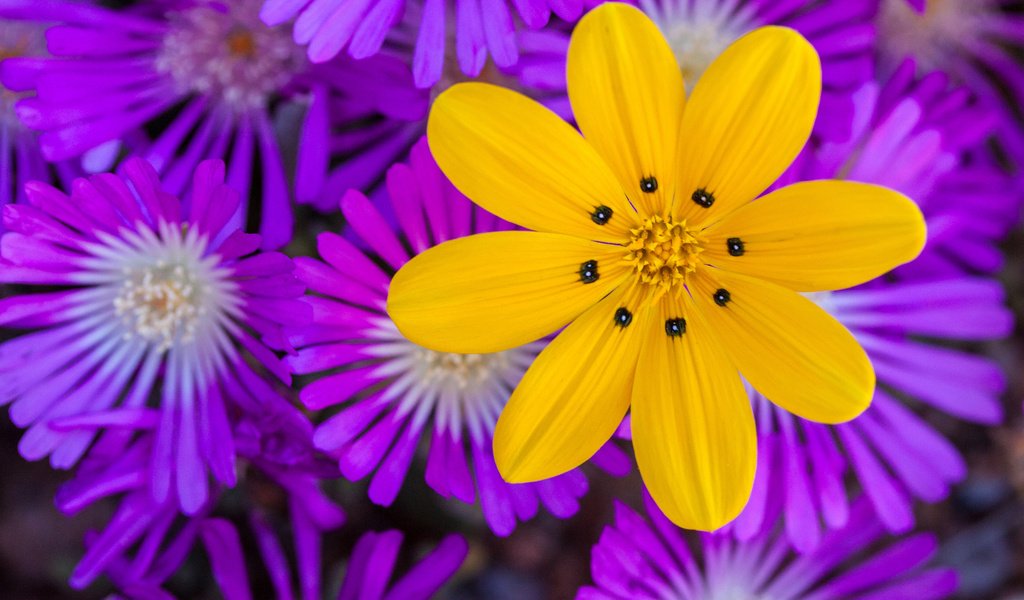 Обои цветы, природа, макро, лепестки, flowers, nature, macro, petals разрешение 2048x1281 Загрузить