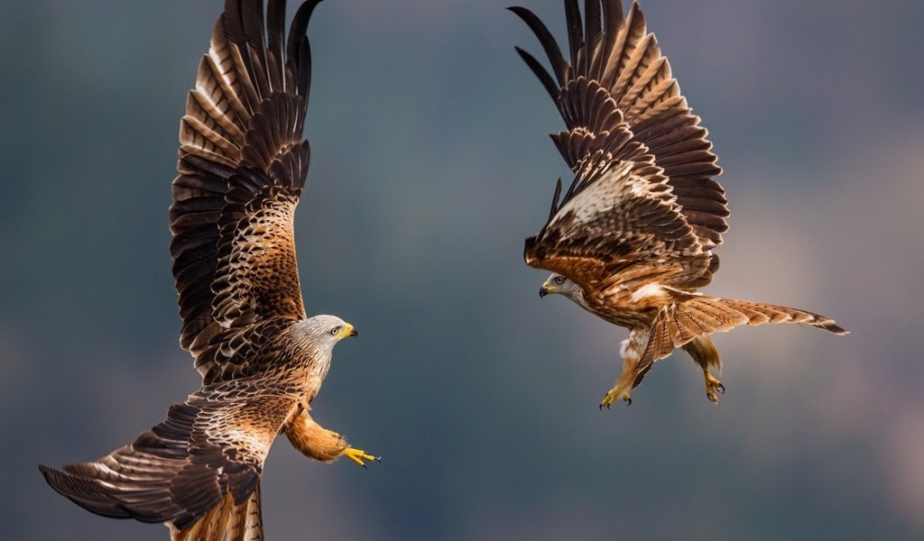 Обои полет, птицы, перья, летны, перышки, орлы, eagles, flight, birds, feathers, the eagles разрешение 1920x1080 Загрузить