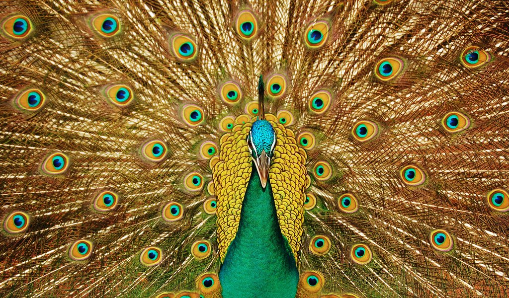 Обои взгляд, узоры, птица, клюв, павлин, красивый, хвост, look, patterns, bird, beak, peacock, beautiful, tail разрешение 3008x1899 Загрузить