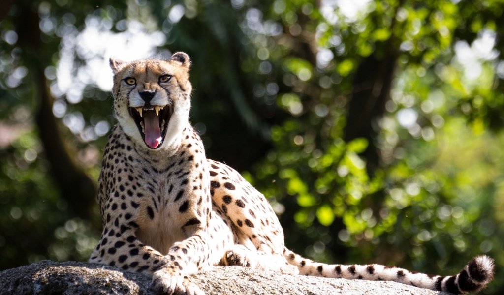 Обои гепард, зевок, cheetah, yawn разрешение 2560x1600 Загрузить