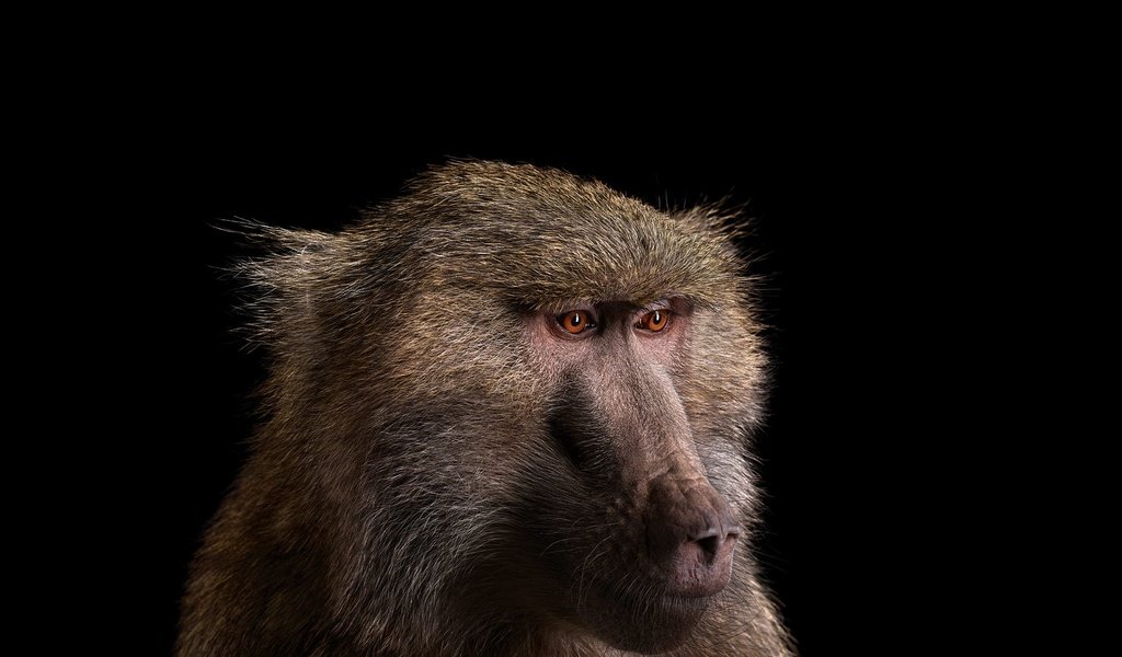 Обои фон, взгляд, обезьяна, бабуин, павиан, background, look, monkey, baboon разрешение 1920x1288 Загрузить