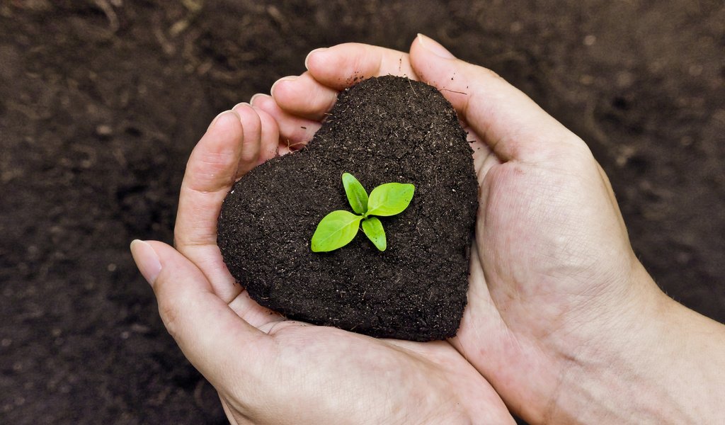 Обои земля, жизнь, руки, росток, ладони, садоводство, earth, life, hands, rostock, palm, gardening разрешение 4510x3006 Загрузить