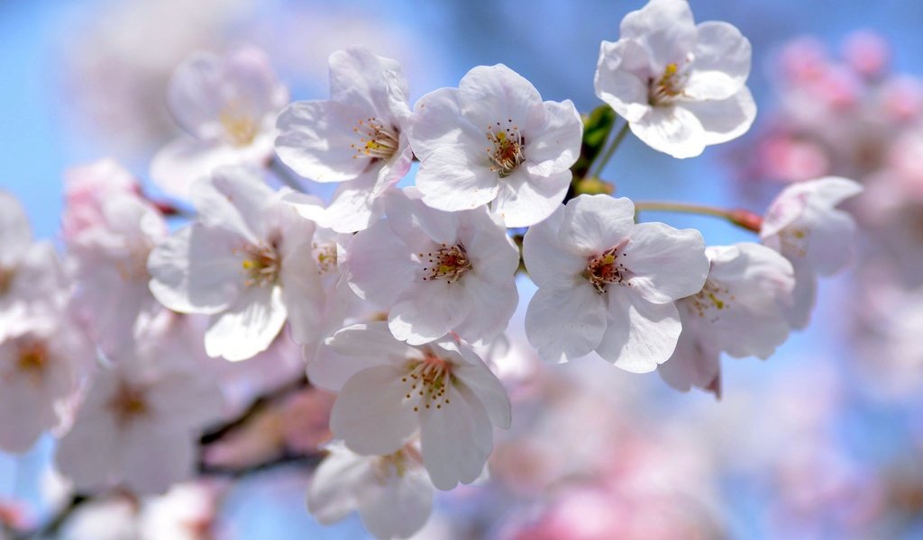 Обои ветка, весна, вишня, сакура, branch, spring, cherry, sakura разрешение 2048x1356 Загрузить