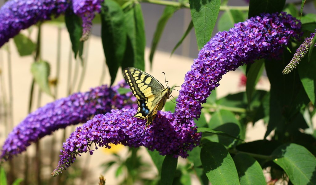 Обои цветы, насекомое, лето, бабочка, flowers, insect, summer, butterfly разрешение 1920x1280 Загрузить