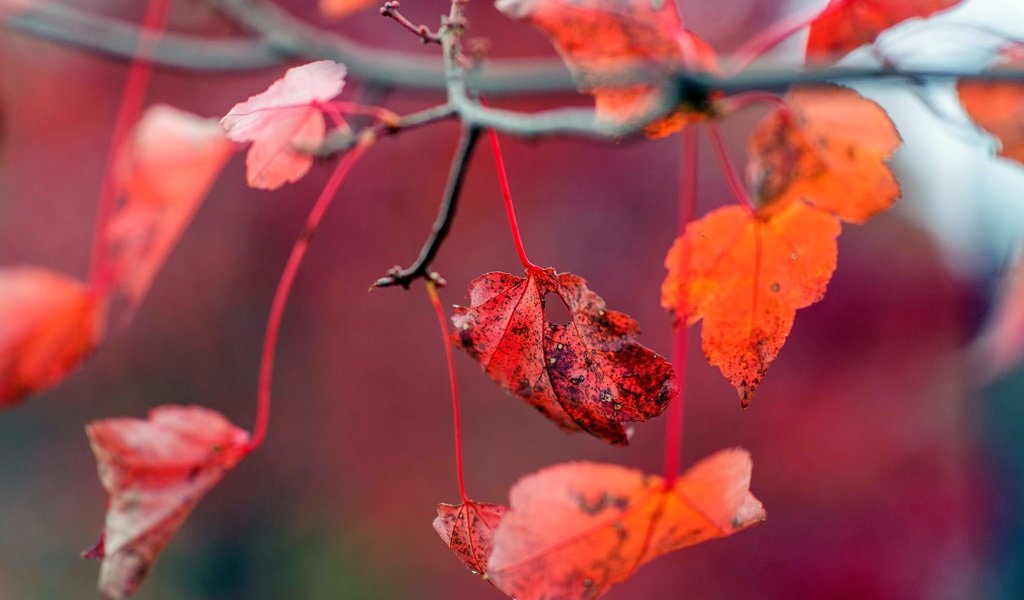 Обои листья, осень, красные, листочки, leaves, autumn, red разрешение 6016x4016 Загрузить