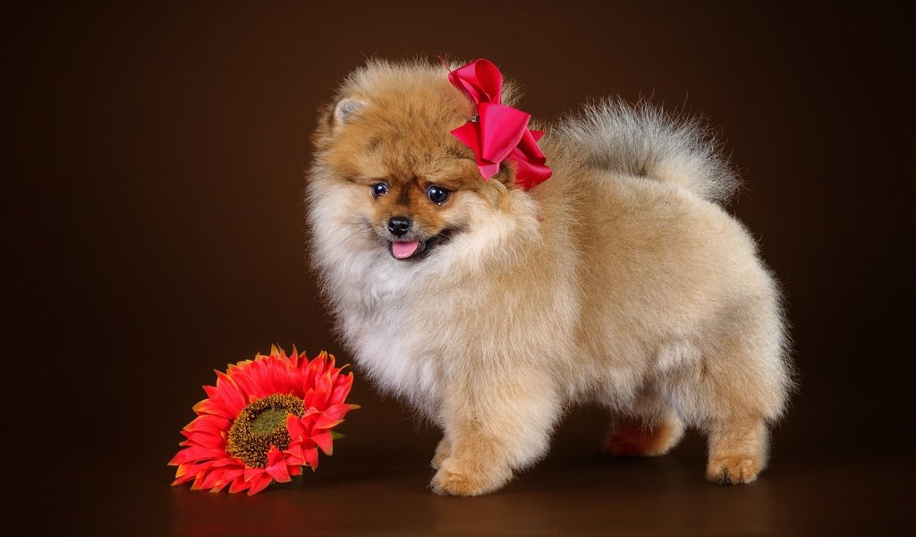 Обои цветок, щенок, бант, шпиц, flower, puppy, bow, spitz разрешение 2900x1822 Загрузить