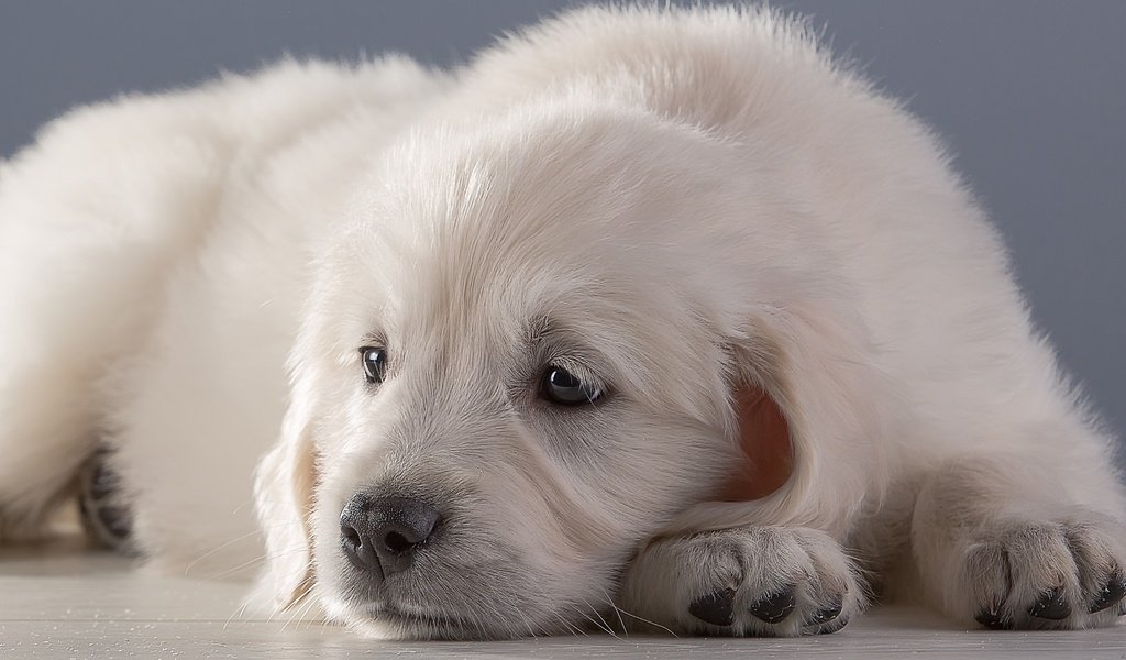 Обои белый, щенок, ретривер, white, puppy, retriever разрешение 2100x1269 Загрузить