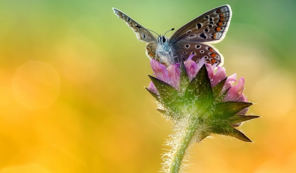 Обои макро, насекомое, цветок, бабочка, крылья, macro, insect, flower, butterfly, wings разрешение 2048x1313 Загрузить