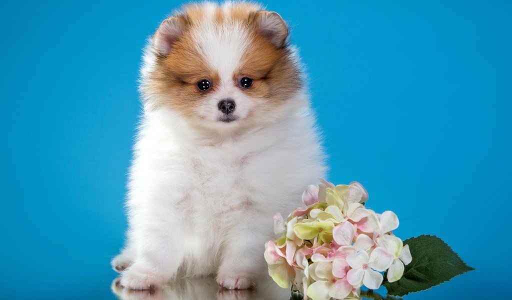 Обои цветы, щенок, милый, шпиц, flowers, puppy, cute, spitz разрешение 2400x1546 Загрузить