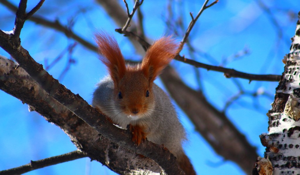 Обои небо, природа, дерево, ушки, белка, the sky, nature, tree, ears, protein разрешение 1920x1280 Загрузить