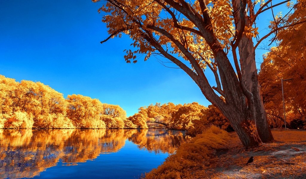 Обои деревья, лейка, озеро, осен, calmness, отражение, tranquil, листва, осень, безмятежность, неба, деревь, опадают, fall, trees, lake, reflection, foliage, autumn, serenity, sky разрешение 1920x1200 Загрузить