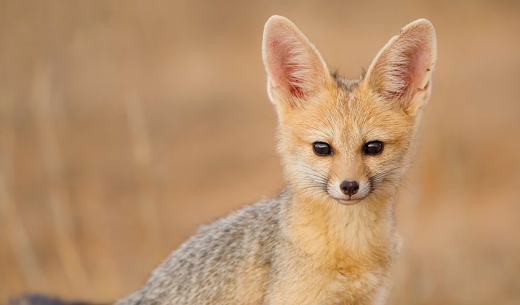 Обои взгляд, фенек, fennec fox, южноафриканская лисица, look, fenech, south african fox разрешение 1920x1080 Загрузить