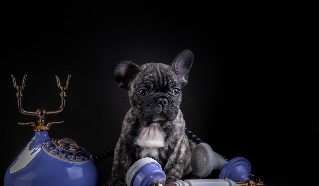 Обои собака, щенок, телефон, французский бульдог, dog, puppy, phone, french bulldog разрешение 5157x3323 Загрузить