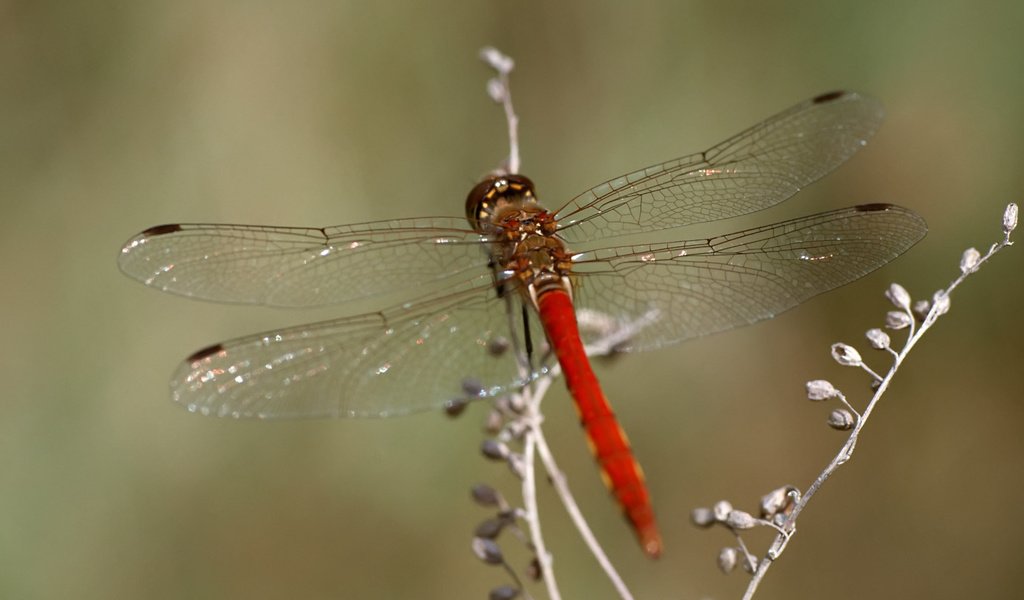 Обои макро, насекомое, стрекоза, растение, macro, insect, dragonfly, plant разрешение 1920x1200 Загрузить