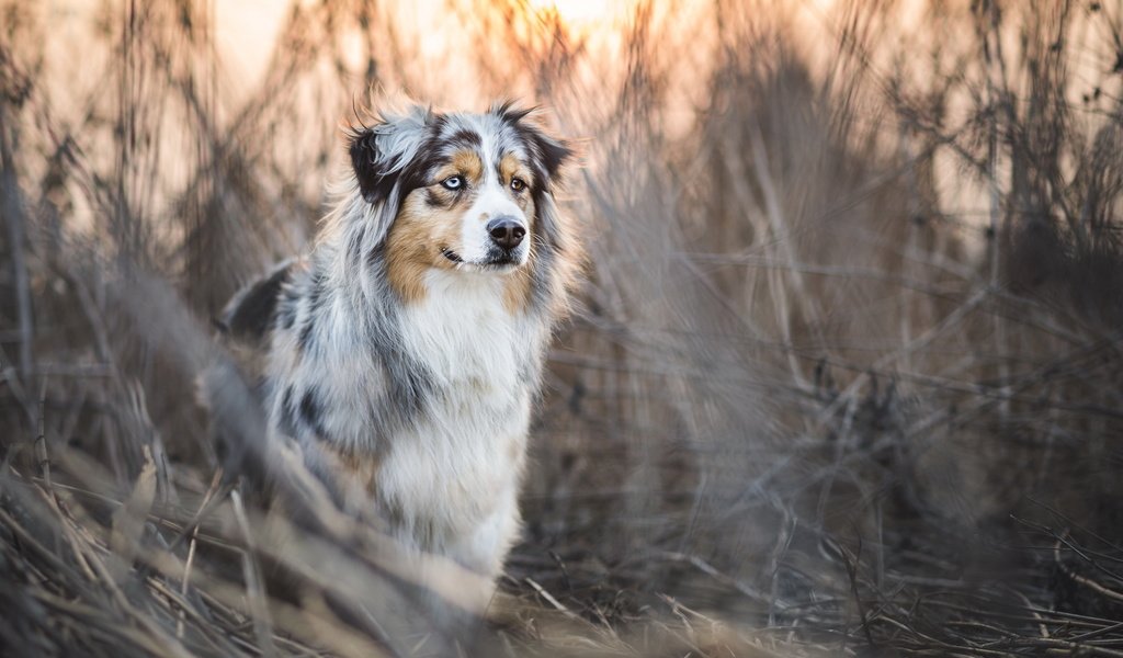 Обои трава, собака, заросли, аусси, grass, dog, thickets, aussie разрешение 2048x1152 Загрузить