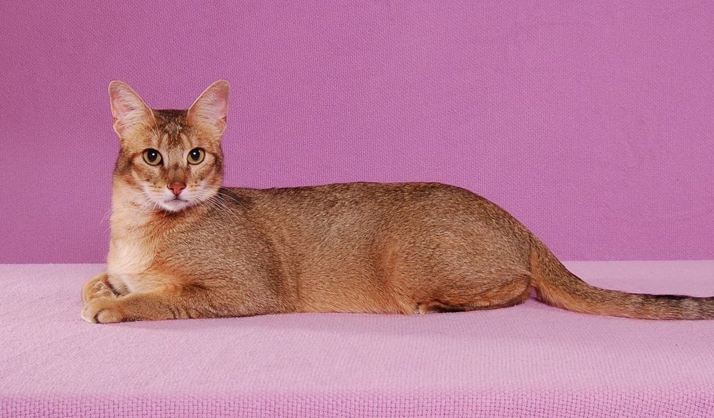 Обои фон, поза, кот, кошка, взгляд, абиссинская, background, pose, cat, look, abyssinian разрешение 1920x1440 Загрузить