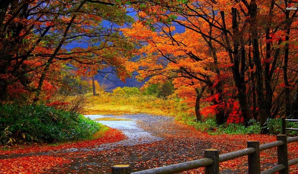 Обои дорога, деревья, листья, парк, осень, забор, road, trees, leaves, park, autumn, the fence разрешение 1920x1080 Загрузить