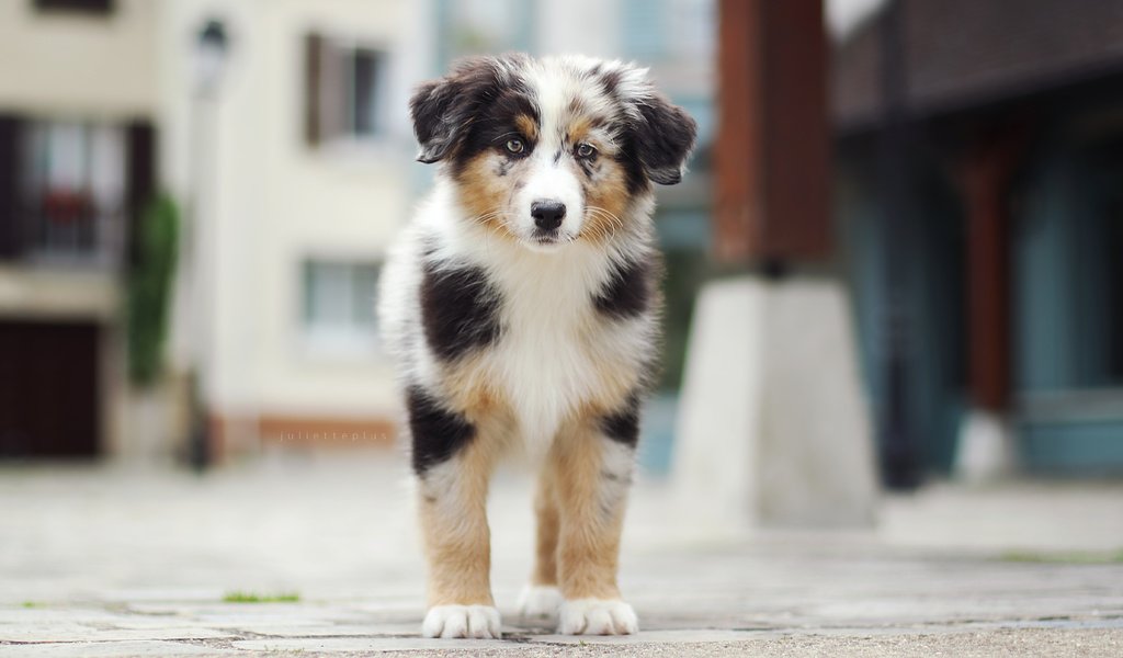 Обои взгляд, щенок, австралийская овчарка, аусси, marlow, : собака, juliette plus, look, puppy, australian shepherd, aussie, : dog разрешение 5472x3648 Загрузить