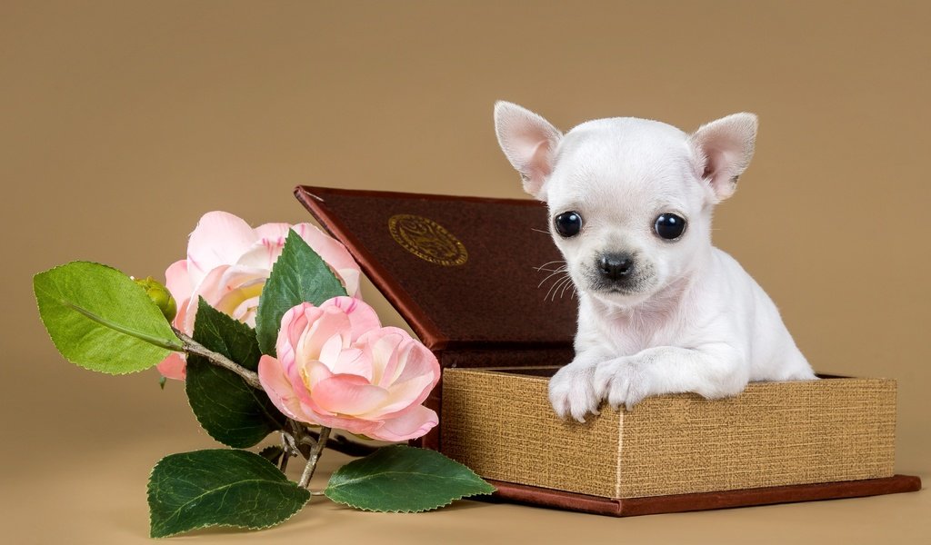 Обои цветы, щенок, коробка, милый, чихуахуа, flowers, puppy, box, cute, chihuahua разрешение 2400x1567 Загрузить