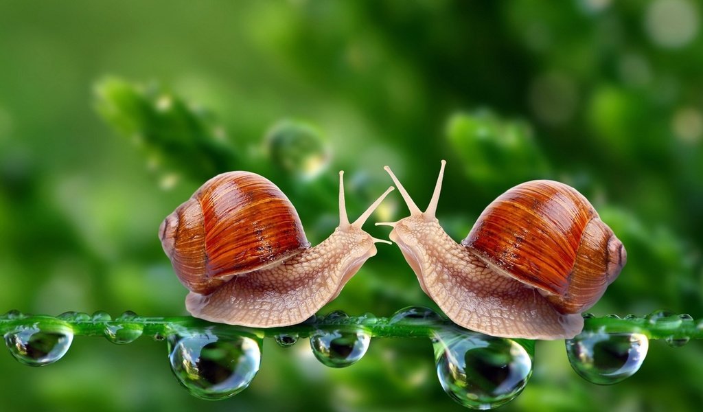 Обои капли, лето, улитка, drops, summer, snail разрешение 1920x1080 Загрузить