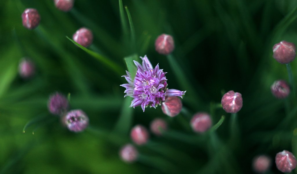 Обои зелень, весна, лук, дикий лук, greens, spring, bow, wild onion разрешение 3888x2592 Загрузить