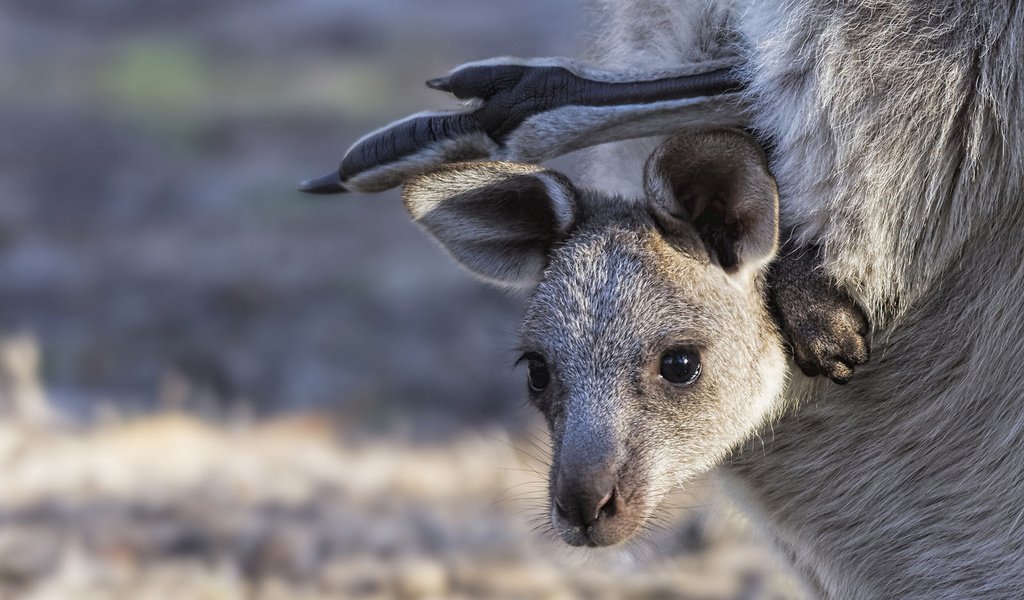 Обои мордашка, кенгуру, детеныш, сумка, кенгурёнок, face, kangaroo, cub, bag разрешение 1920x1280 Загрузить