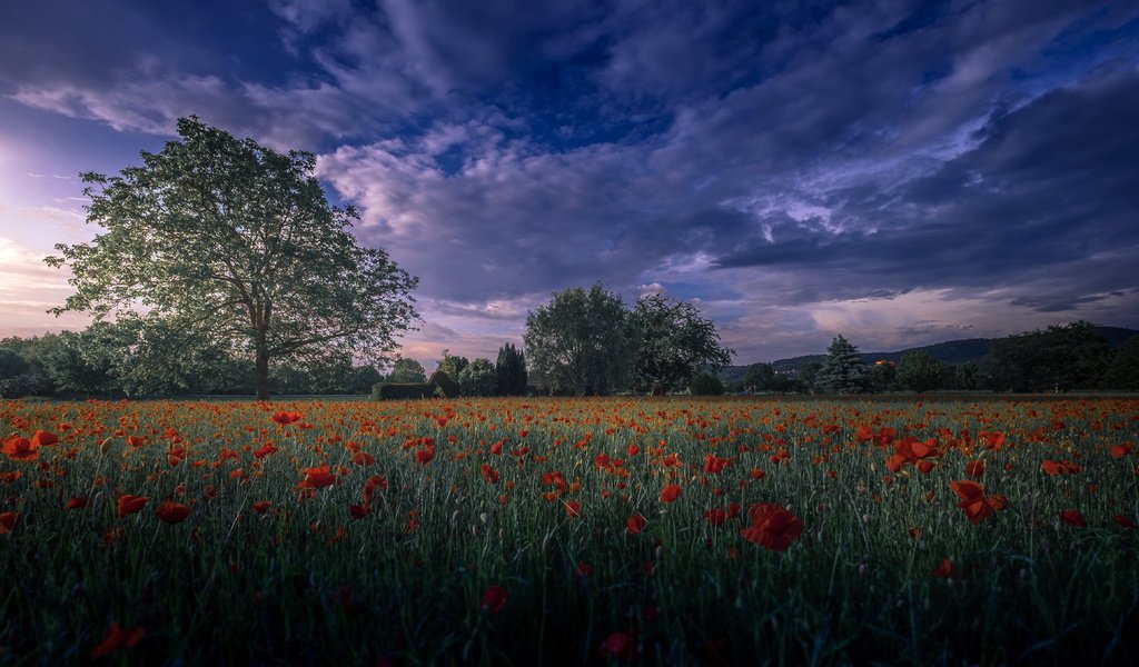 Обои вечер, поле, маки, the evening, field, maki разрешение 4825x2714 Загрузить