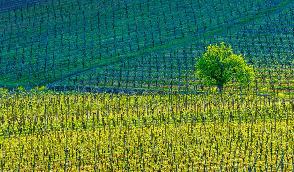 Обои дерево, краски, франция, виноградники, кьенцхайм, tree, paint, france, the vineyards, kientzheim разрешение 1920x1080 Загрузить