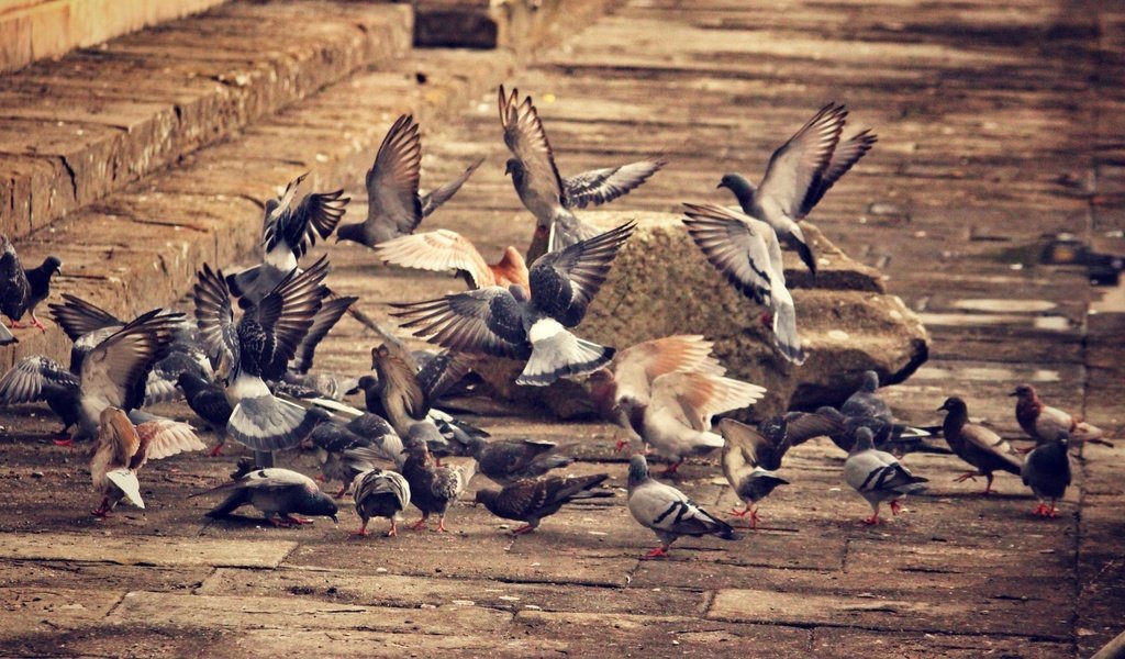 Обои город, крылья, птицы, клюв, перья, голубь, голуби, the city, wings, birds, beak, feathers, dove, pigeons разрешение 1920x1080 Загрузить