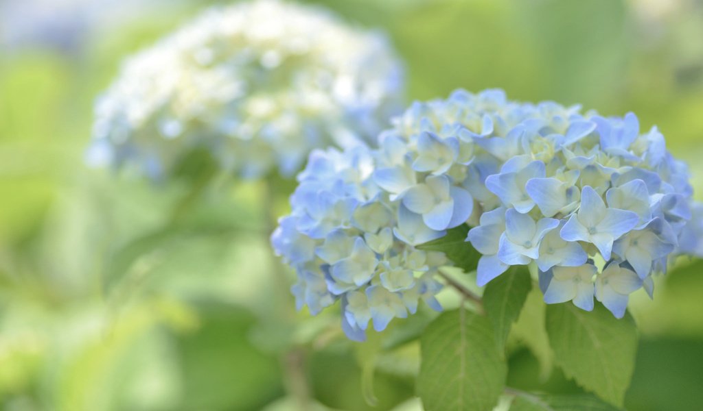 Обои цветы, макро, голубые, гортензия, flowers, macro, blue, hydrangea разрешение 2048x1356 Загрузить