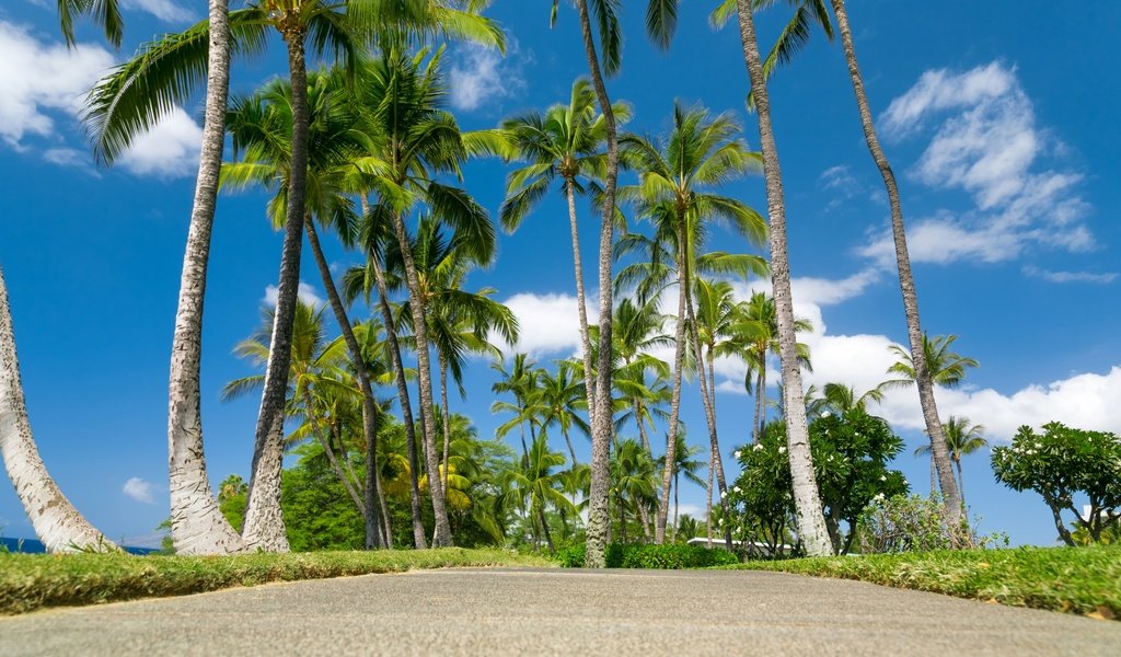 Обои небо, облака, море, пальмы, тропики, гавайи, the sky, clouds, sea, palm trees, tropics, hawaii разрешение 2880x1920 Загрузить