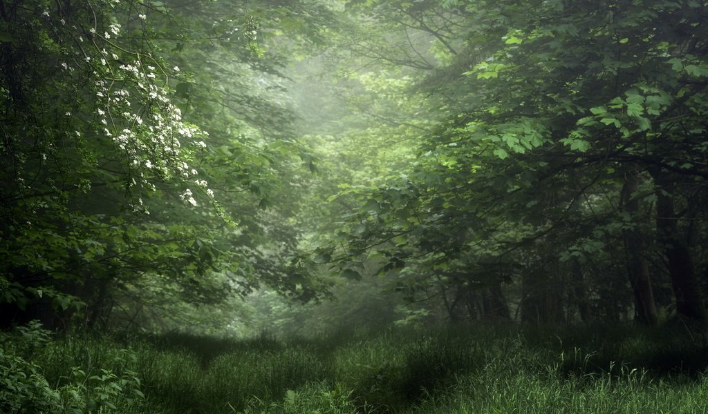 Обои зелень, лес, лето, greens, forest, summer разрешение 1920x1282 Загрузить