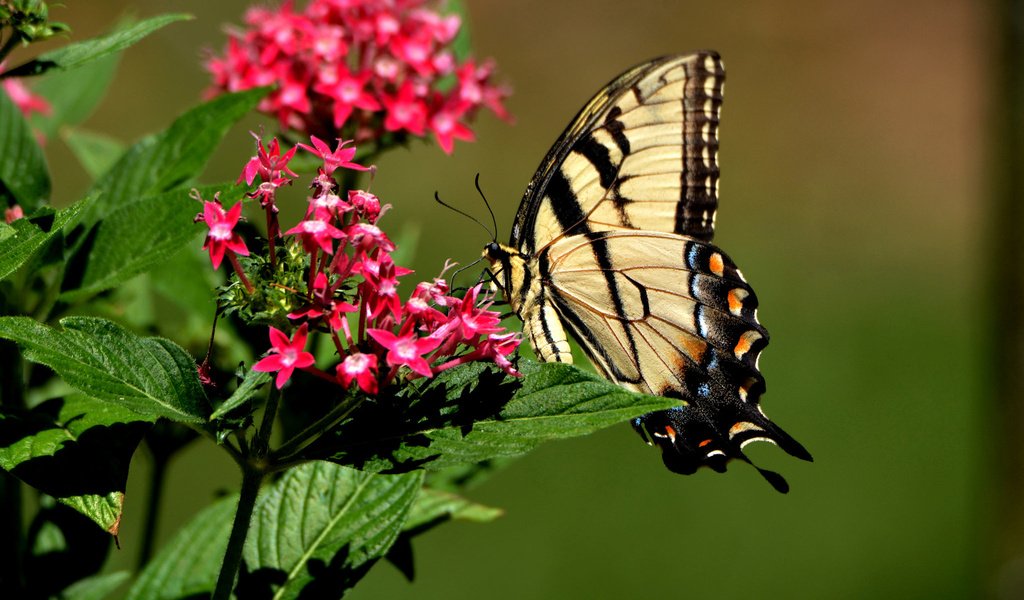 Обои фон, бабочка, background, butterfly разрешение 1920x1200 Загрузить