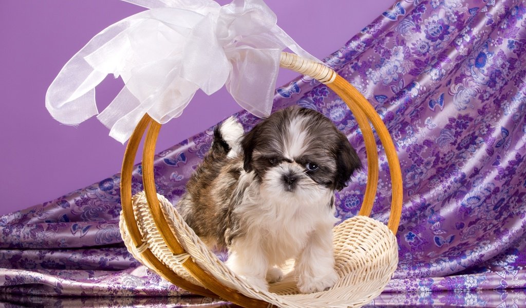 Обои щенок, корзина, бант, ши-тцу, ши-тцу., puppy, basket, bow, shih tzu, shih tzu. разрешение 2100x1308 Загрузить