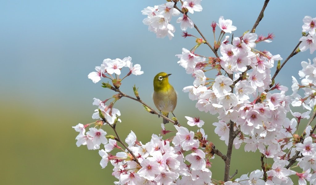 Обои ветки, птица, клюв, перья, сакура, японская, белоглазка, branches, bird, beak, feathers, sakura, japanese, white-eyed разрешение 2048x1365 Загрузить